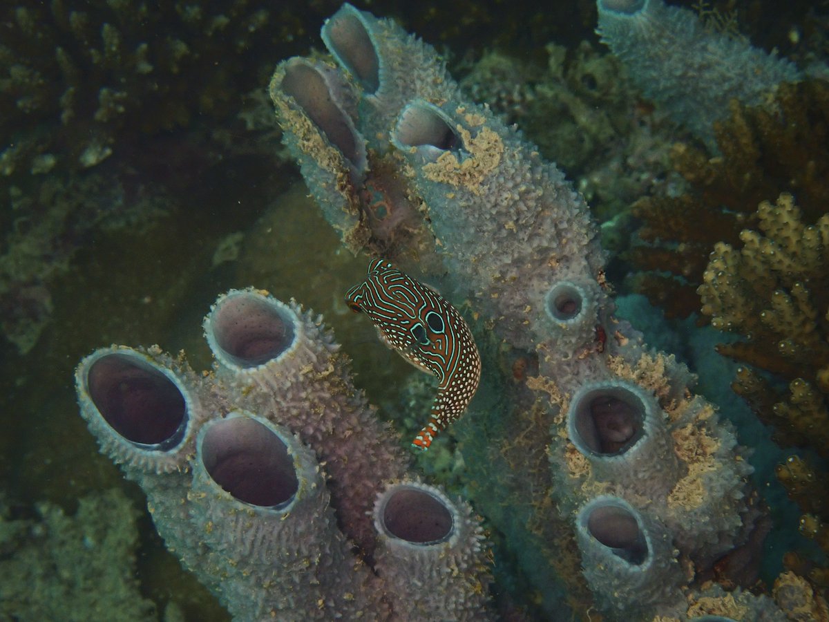 armsrestore tweet media