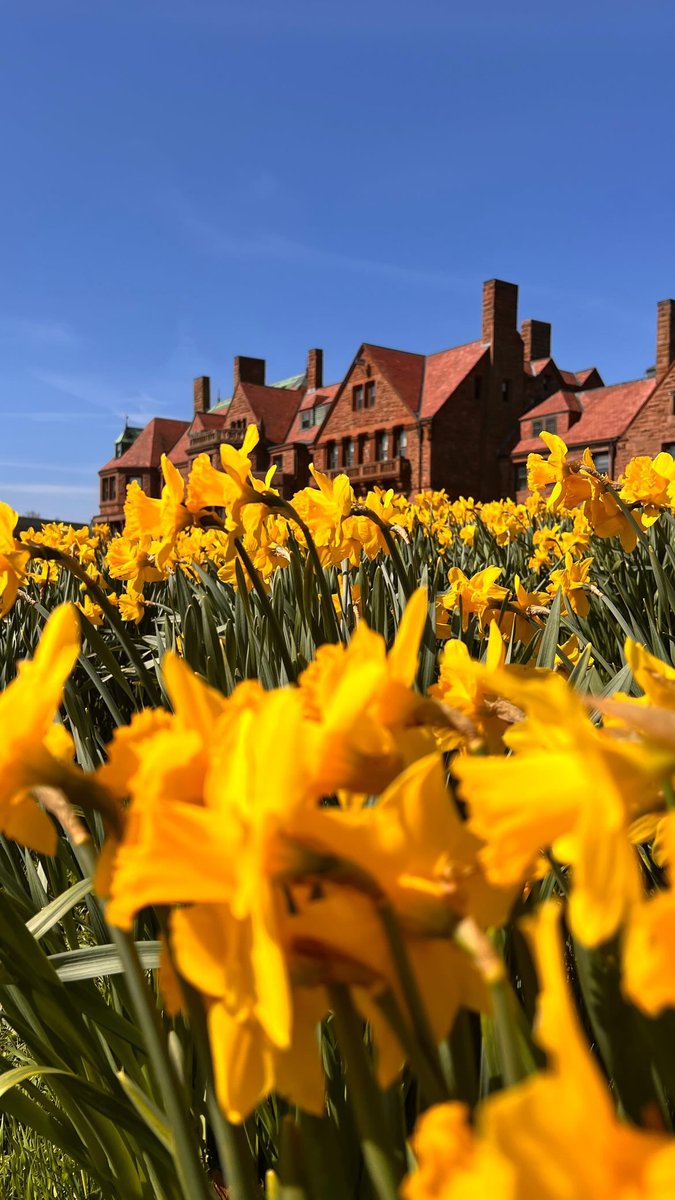 It’s always golden hour when the daffodils are in bloom! Thank you to Emily C. ‘26 for today’s #featurefriday photo! #thisissalve #salveregina #salvereginauniversity
