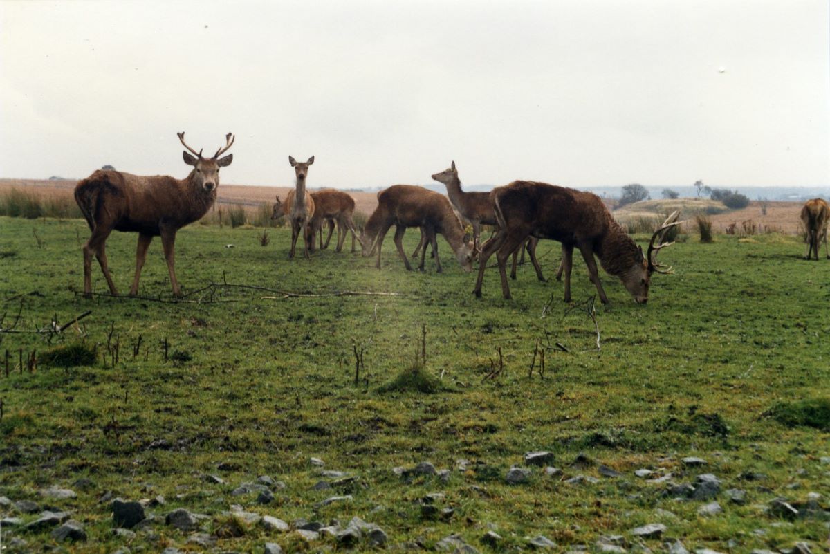 A very picturesque photo of deer in Palacerigg Country Park for today's post.🦌
#ArchiveAnimals #Archive30