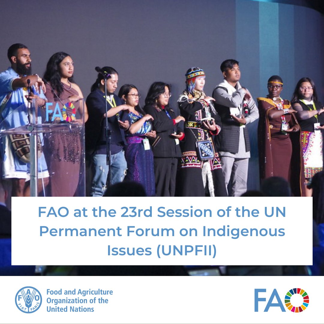 Starting next week is the #UNPFII! @FAOIndigenous will highlight #IndigenousYouth as game-changer in #nutrition and food systems transformation, report on the outcomes of the 2023 UN Global Indigenous Youth Forum & more. Follow @FAO at UNPFII 👉 bit.ly/FAOatUNPFII23