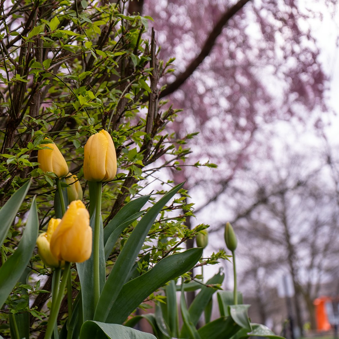 Welcome to campus, future Student Princes! It’s a little misty today, but we hope that doesn’t dampen your Admitted Student Day experience. Make today a great day! #OpportunityMakers