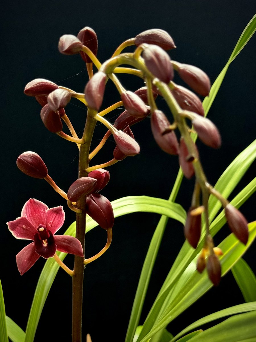 This is another cultivar of C. Phar Lap. It’s different from ‘Agua Caliente’ that I posted yesterday. It has an upright spike rather than pendent.

Cymbidium Phar Lap ‘Darin Ishitani’

🌱sky #orchids #gardening #plants #houseplants #flower 🌴📷