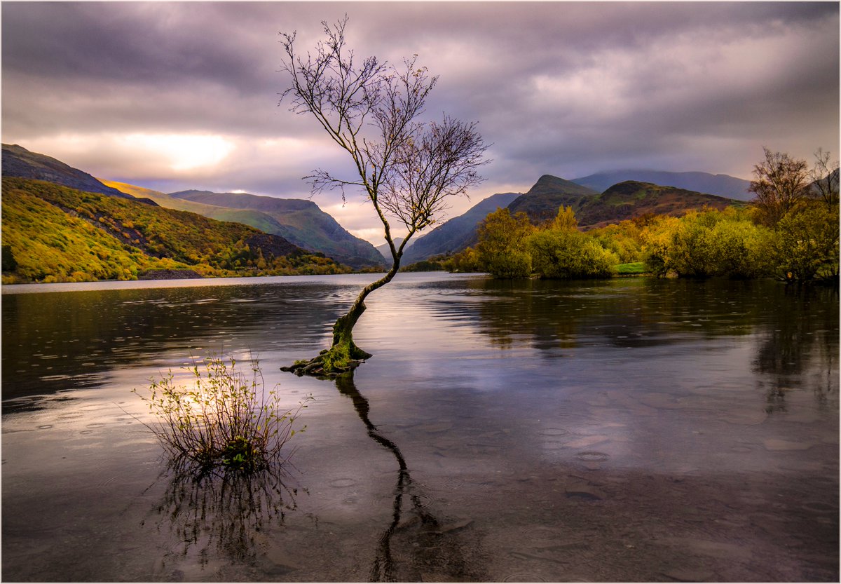 Padarn yn y glaw 🏴󠁧󠁢󠁷󠁬󠁳󠁿