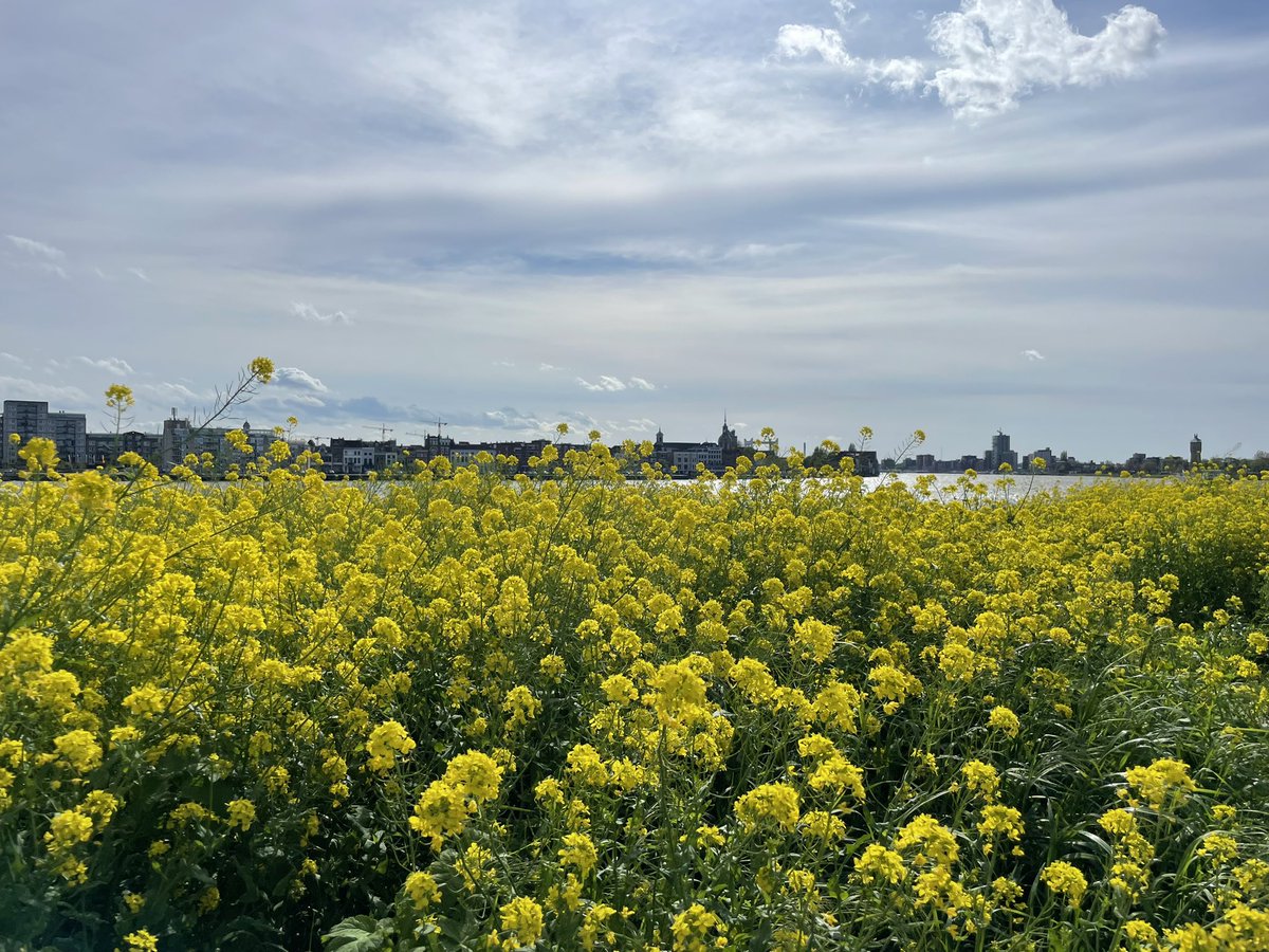 KoppenolC's tweet photo. Door de felle gele pracht van velden vol raapzaad zien we Dordrecht en Zwijndrecht liggen🍀#felle #gele #pracht #velden #raapzaad #Dordrecht #Zwijndrecht https://t.co/05m07LiWx2
