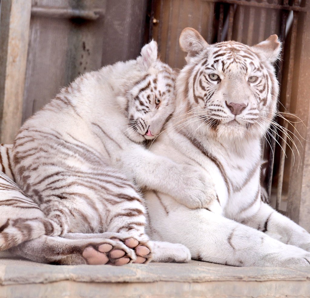 お母さんと一緒が安心だね
#ホワイトタイガー
#宇都宮動物園