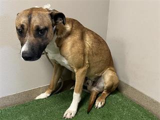 ⚠️ Urgent ⚠️
🐶 Name: Cola 💚
🕐 Time Remaining: 4 days
📍Location: Palmdale, CA
Save me: dogsindanger.com/dog.jsp?did=17…
#california #dog #adoption