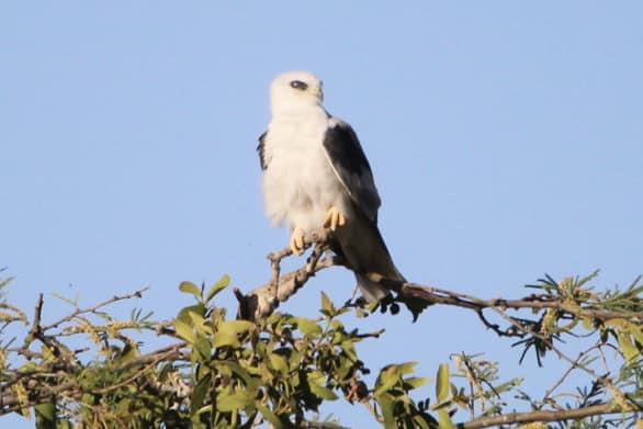 GobTlajomulco's tweet photo. 🦅 Esta hermosa ave es el milano cola blanca y habita en los bosques de Tlajo.

Tiene patas que parecen de peluche y suele alimentarse de insectos, reptiles y roedores. Si encuentras un ejemplar perdido o desorientado, llama a la #UNASAM al 📞 33 3138 3098 y evita tocarlo. https://t.co/9LKQN9wLZt