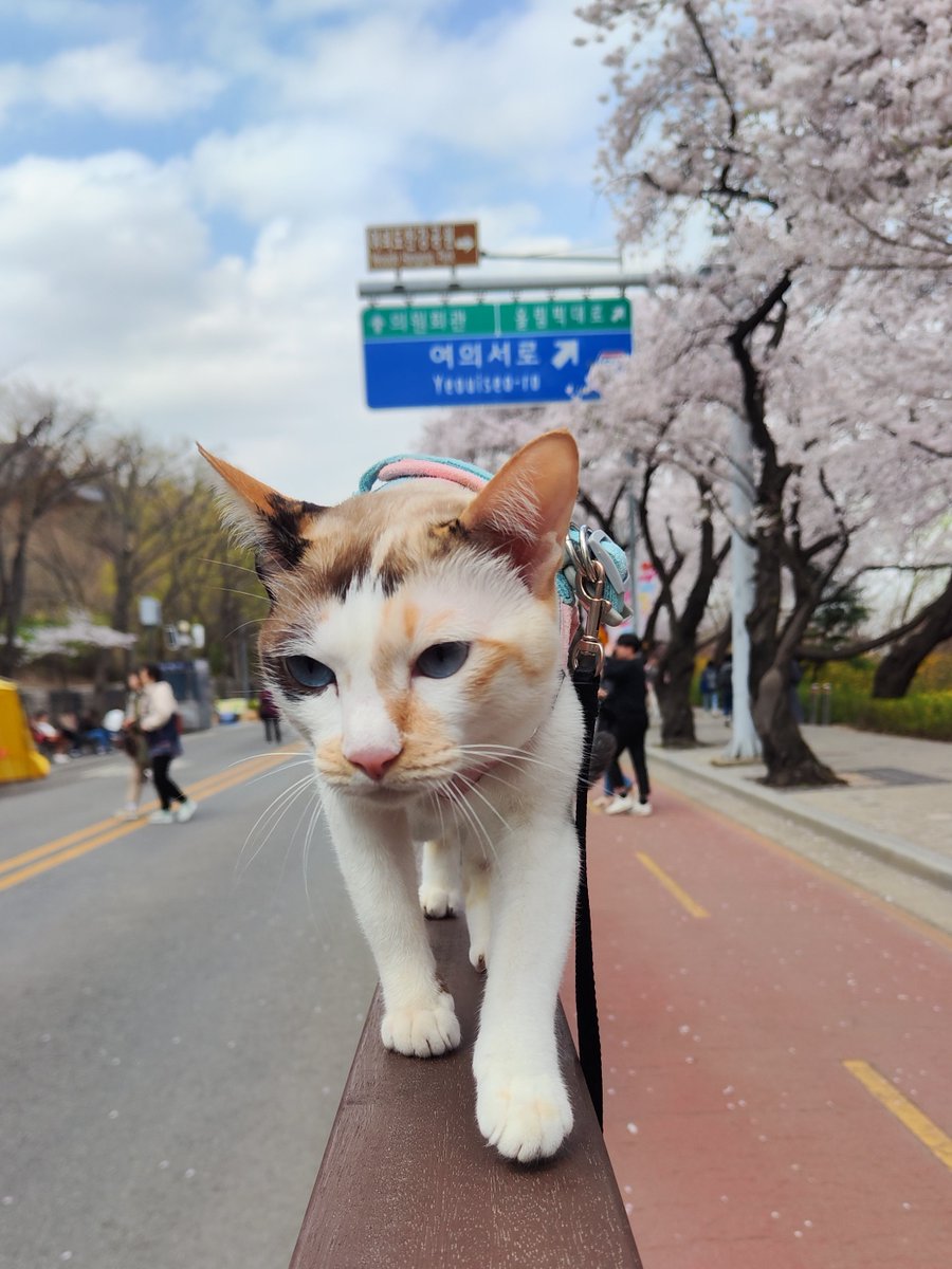 processic's tweet photo. 🐈 เธรดรีวิว พาแมวจากไทย 🇹🇭 บินไปเที่ยวเกาหลี 🇰🇷 แบบละเอียดยิบๆ เตรียมตัวเกือบปี (ไวสุด 2 เดือนก็ทัน) 

ค่าใช้จ่าย ~ 23,000 บาท แบ่งเป็น

ฝังไมโครชิป 1200
วัคซีน 400
ตรวจภูมิคุ้มกันพิษสุนัขบ้า 3200
ตั๋ว Asiana pet in cabin (ไม่รวมของคน) ไป-กลับ 14000
ค่าเข้าออกเอกสารต่างๆ 4300 https://t.co/tWTKUletJe