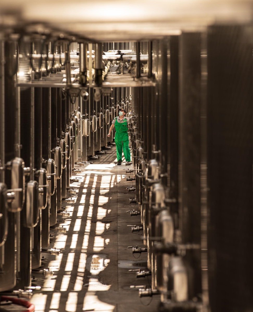 CrameleRecasEU's tweet photo. We are proud of our natural, vegan wines 🌱

At our Romanian winery, all the wines in our portfolio are made without the addition of substances or additives of animal origin.

#sustainable #naturalwines #cramelerecas #whitewine #redwine #winelovers https://t.co/Qj2e3o3PXx