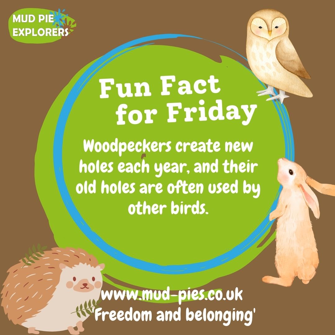 #Woodpeckers create new holes every year and their old ones are often used by other #birds. 🐦

#forestschool #mudpieexplorers #bristollife #bristolkids #bristolschools #fridayfact #facttimefriday #funfactfriday