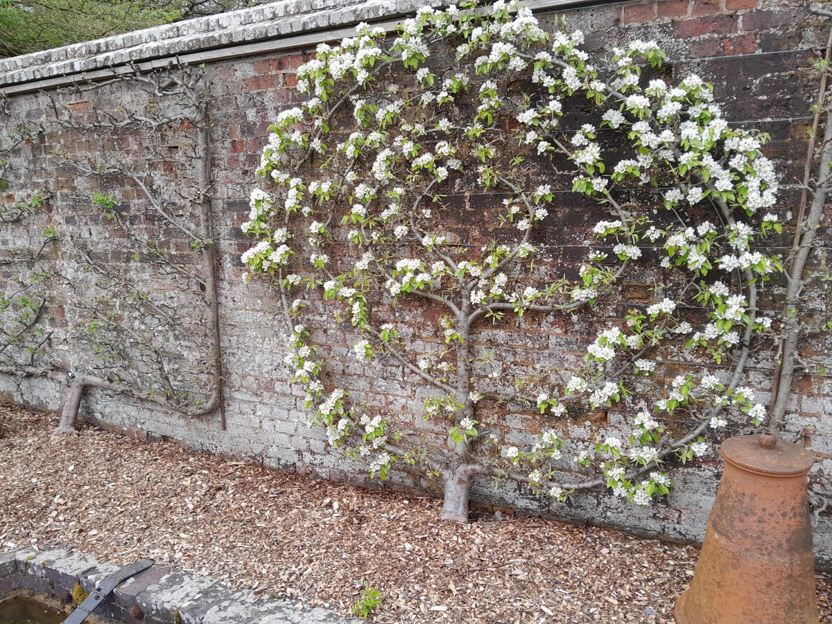 Apple 'Arthur Turner' and Pear 'Doyenne du Comice' @westdeangardens