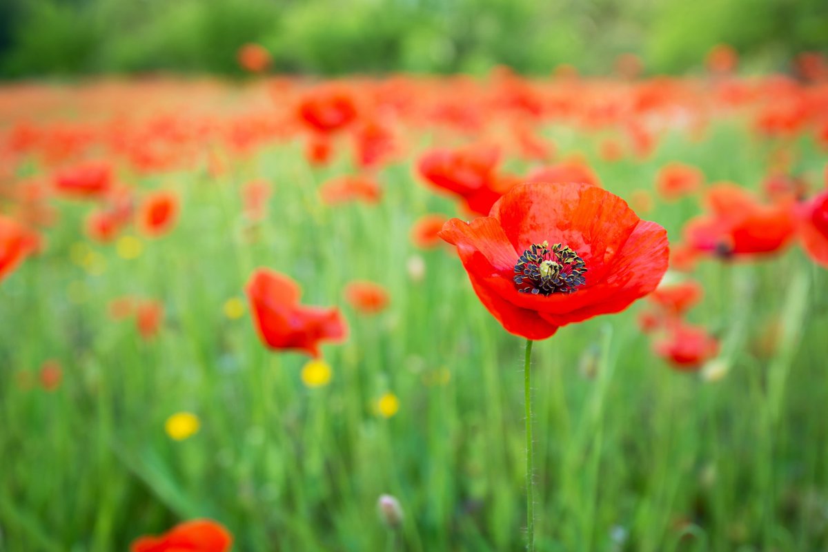 Tomorrow is #InternationalPlantAppreciationDay! Plants clean our air, stabilize our soils and even help relieve stress. Whether you've got a pollinator garden or a houseplant, take some time to appreciate and enjoy the plants in your life!