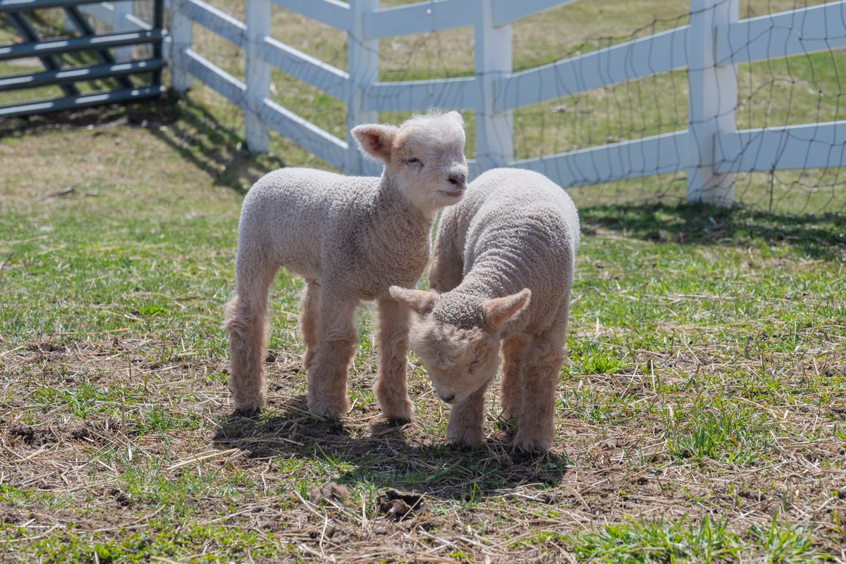 Cinnamon, one of the sheep residing at Ricker Farm on our Saco Campus, gave birth to two lambs—Shamrock and Clover. Aren't they the cutest?