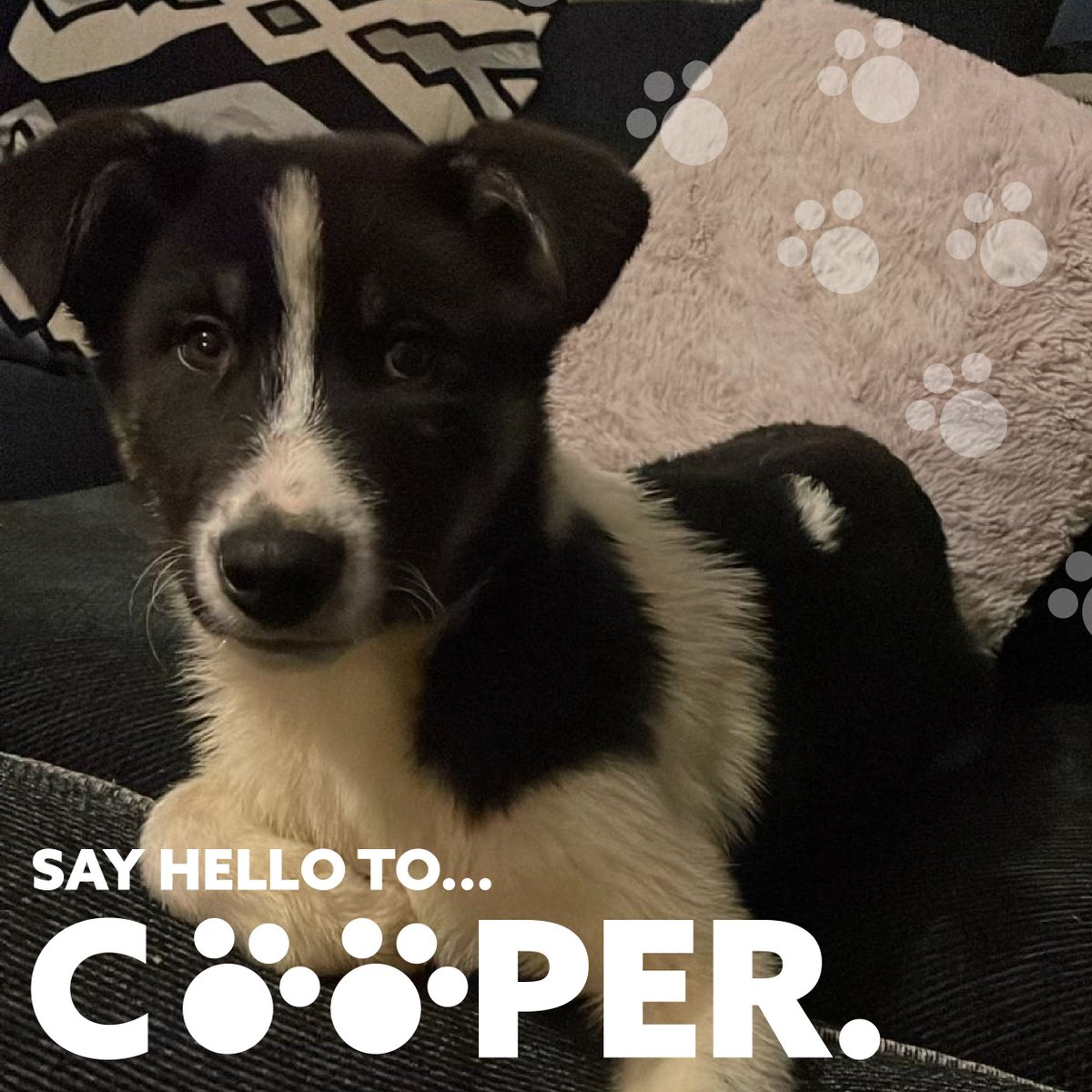 Is there anything more (extra) ordinary than having a pet? Say hello to Cooper, Ryan, who we work for's new super cute puppy! #NationalPetMonth2024 #BetterIsPossible #SupportingGoodLives #ExtraOrdinary
