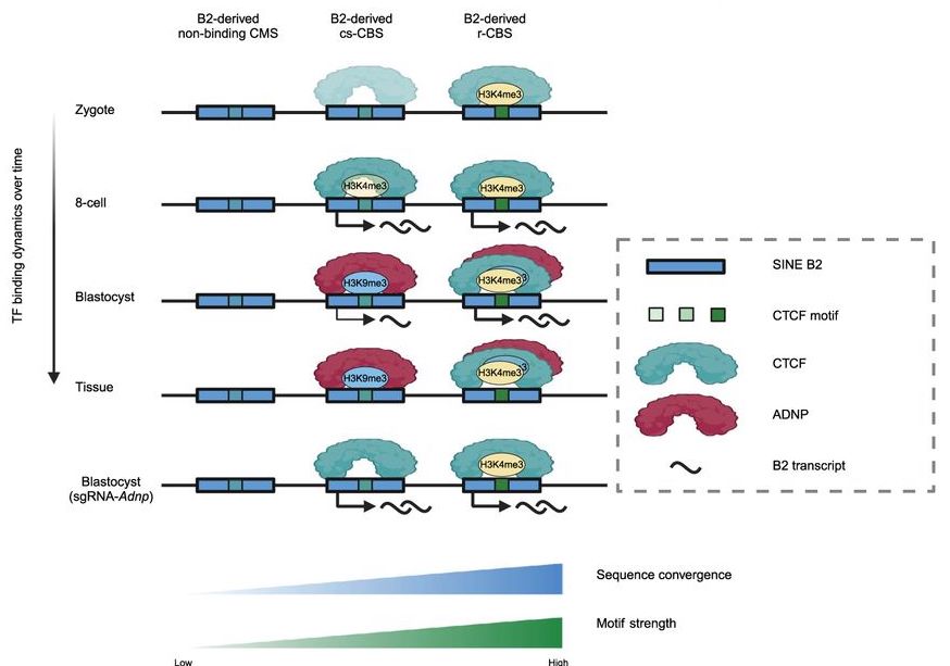 CTCF binds dynamically to chromatin during early embryonic development. Wang et al. show that the neuro-protective protein ADPN suppresses CTCF binding, leading to derepression of transposable elements and cell differentiation. Read more here: ➡️tinyurl.com/gd351189