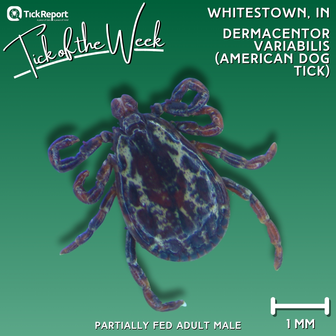 American dog tick from Boone County, Indiana -- not carrying any pathogens targeted at the Standard DNA level (A. phagocytophilum, R. parkeri, F. tularensis, etc.).