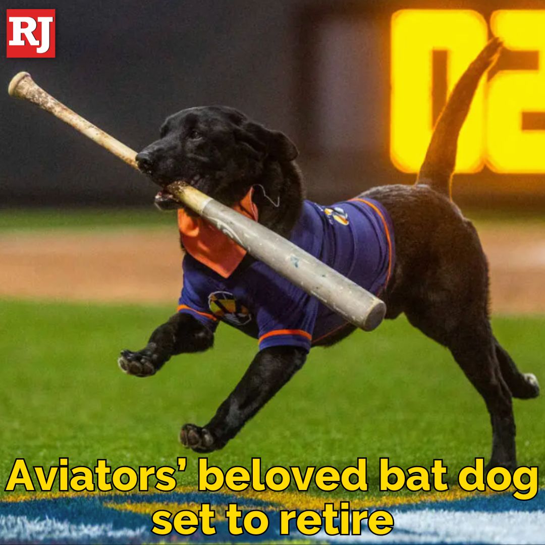 THANKS FOR THE LAUGHS, FINN! ❤️🐶 With his final game set, the beloved bat-retrieving black Labrador, who turns 12 next month, is set to retire from his duties with the @AviatorsLV. STORY: tinyurl.com/4e6yyw62