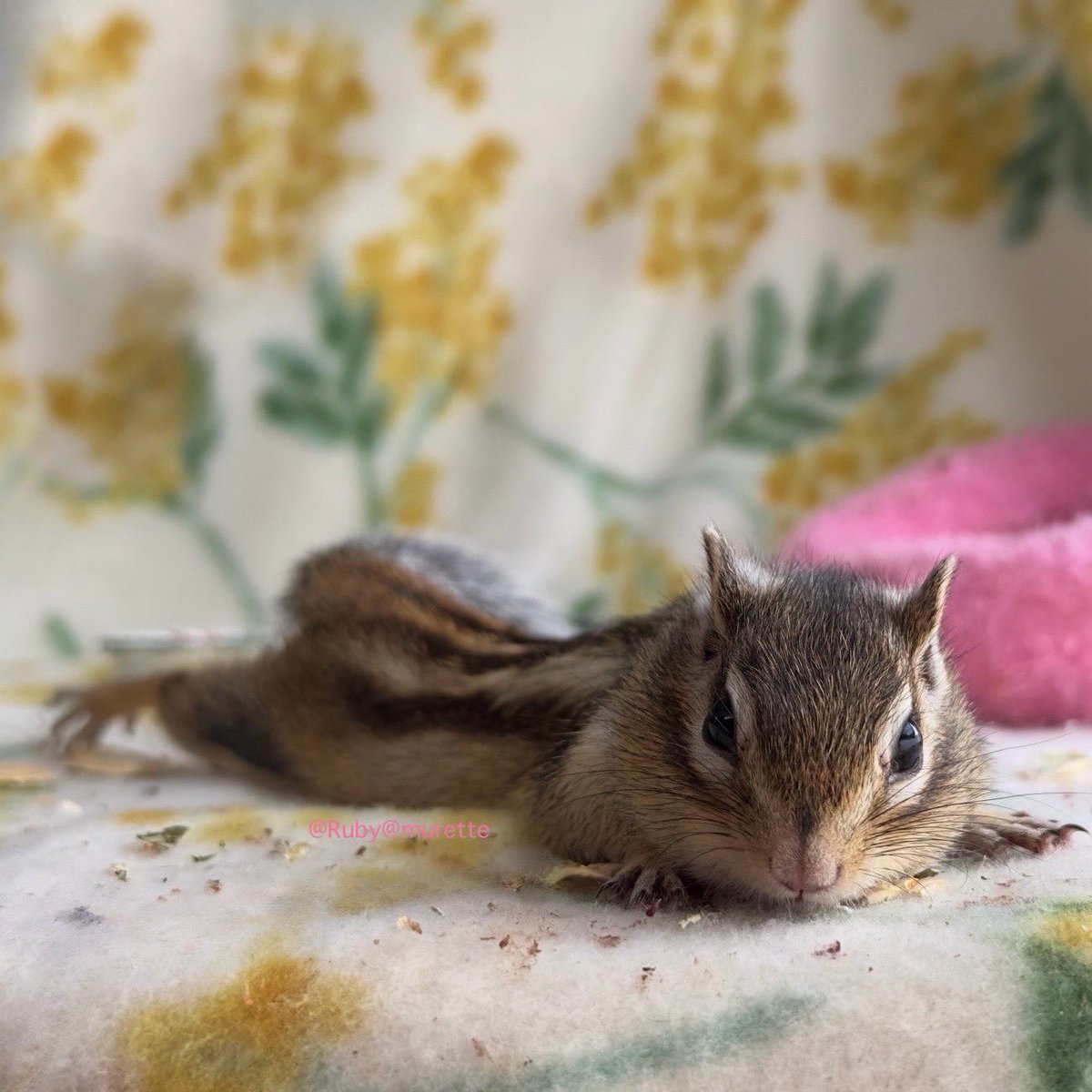 Ruby🐿るびー💗
可愛い.....🩷
#シマリスるびー #シマリス #シマリスタグラム #リスが好き #ふわもこ部 #シマリスのいる生活 #chipmunkRuby #squirrel #ecureuil #chipmunks #ilovechipmunk #eichönchen #cutesquirrel #chipmunklove #squirels