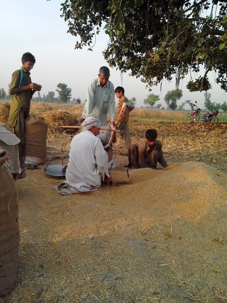 اس دفعہ حکومت نے گندم کا سرکاری ریٹ 3900 روپے مقرر کیا ہے اور حکومت بہت کم گندم خرید رہی ہے جس کا فائدہ اٹھاتے ہوے آڑھتی نے گندم کئ قیمت 3200/3300 روپے فی من کر دی ہے کیونکہ ان کو اندازہ ہے کہ اب کسان نہ گندم ذخیرہ کر سکتا ہے اس نے فروخت کرنی ہی کرنی ہے کسان کے ہاتھ سے نکلتے ہی…