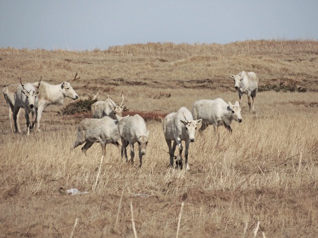 A small herd of caribou near the ocean on the coastal plain just north of here.