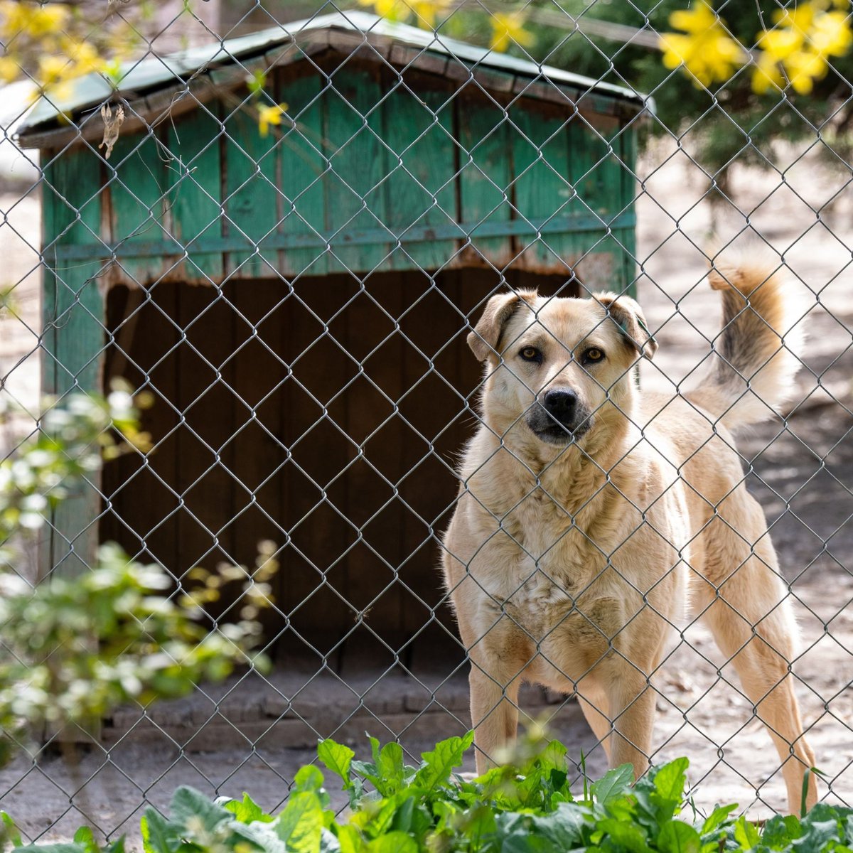 Ankara'nın Gölbaşı ilçesinde müstakil evinin bahçesinde 180 köpeğe bakan Gökçen Yıldız'a köpeklerin gürültü yaptığı gerekçesiyle 1 milyon 731 bin lira para cezası kesildi.