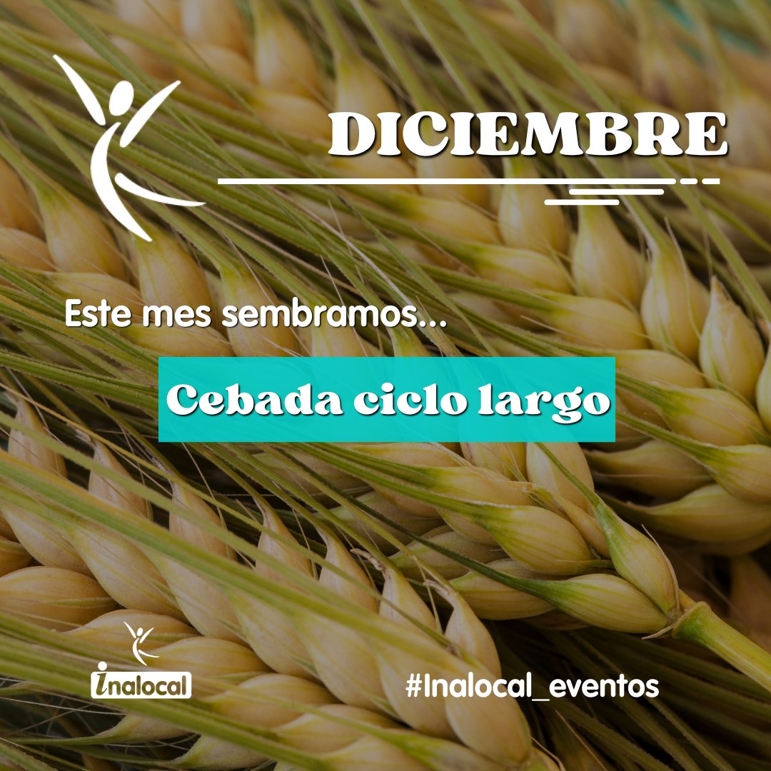inalocal's tweet image. Diciembre... ¿Qué sembraremos este mes? 🌾
👩🌾 En diciembre nos preparamos para un cultivo que abriga los campos en invierno: la Cebada de ciclo largo. 
#Inalocal #Cebada #Diciembre #Cursos #Formacion #Campo #Agricultura #EconomíaAgrícola #Sostenibilidad