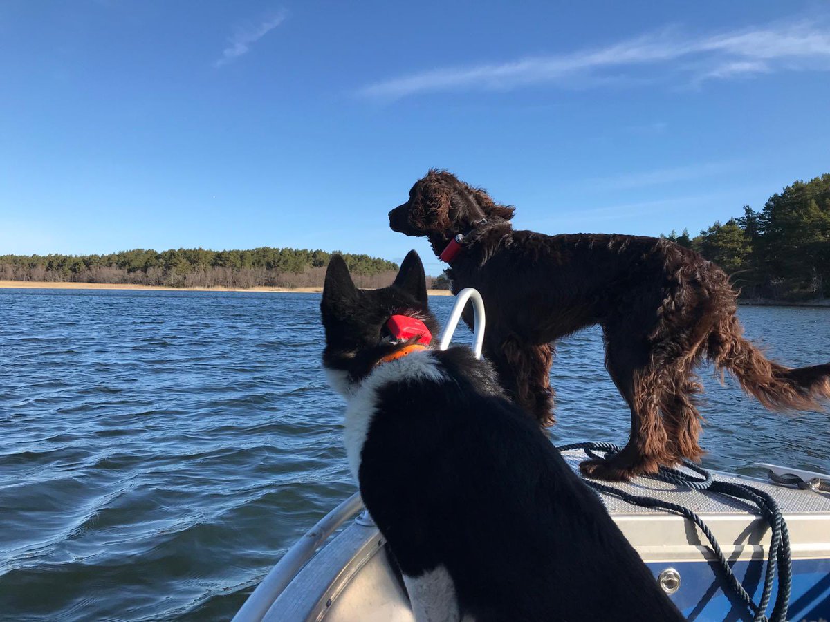 Tutustumassa droonin käyttöön saariston vieraspetopyynnissä. Laajoista ruovikoista löytyy supikoirapari tuossa tuokiossa ja koirat voivat hakea ne täsmätyönä. Muu luonto ei häiriinny, koirien työ kevenee ja säästyy ihmisten kallista työaikaa. #Lakimuutos #vieraslaji #supikoira