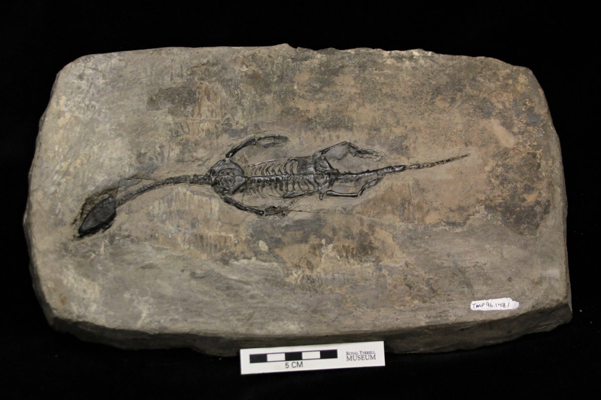 The small aquatic reptile Keichousaurus is distantly related to plesiosaurs. Keichousaurus fossils like this specimen are found exclusively in China. This subadult male would have lived during the Triassic Period. #FossilFriday