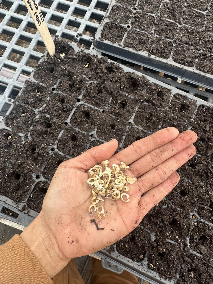 Sorghum and calendula seeds so beautiful