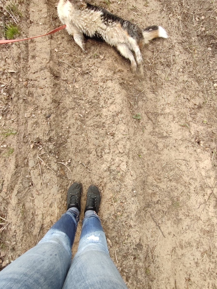 Pastaigas ar suni dažreiz beidzas šādi 😃 Mango ieiet grāvī ar ūdeni un brīnās ar savām lielajām acīm. Protams, jāiet glābt, jo suns nekustas ne no vietas.