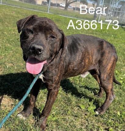 Sweet boy BEAR #A366173 can't understand why no one has saved him yet😔 He doesn't want to DIE. Shy,tender keeps to himself,but he will bloom in a loving 🏡 A good bath & he will b beautiful! PLZ #ADOPT #FOSTER OR #PLEDGE TO ATTRACT A RESCUE 🛟 #CorpusChristi #Texas PLZ HELP