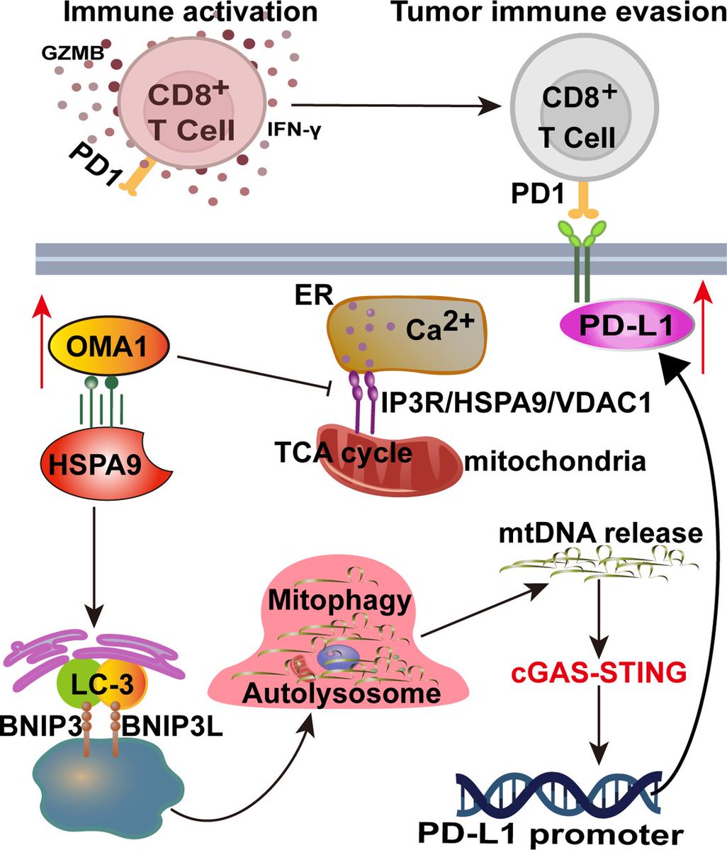 New #JITC article: OMA1 competitively binds to HSPA9 to promote mitophagy and activate the cGAS–STING pathway to mediate GBM immune escape bit.ly/3PZxH4w