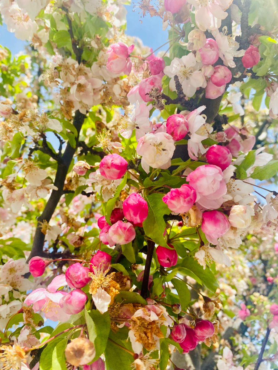 RowennaDavis's tweet photo. Rather than clog up your feed with even more doorstep pics, here's some cherry blossoms from today's Woodside canvass!
@JessHammersleyR @MinsuR @Cath4Selhurst https://t.co/4mtEyf6vU7