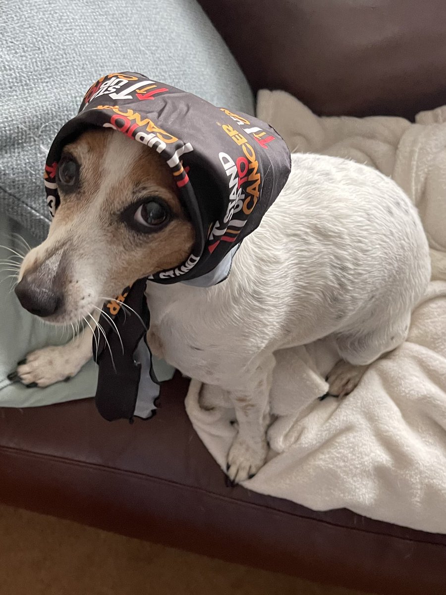 We’ve completed 60 miles in our <a href="/SU2C/">Stand Up To Cancer</a> dog walking challenge 🤩🐾, but we’re not stopping there, last year we managed 120, so we’re looking to beat that  &amp; I’m making poor Ellie wear her bandana as a headscarf until we hit the £300 mark 😂😂 fundraise.cancerresearchuk.org/page/ruths-giv…