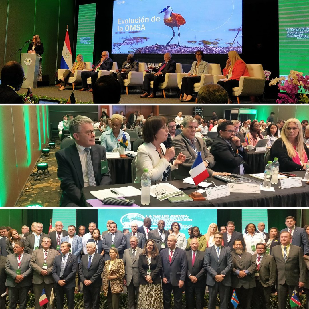 🇵🇾 Paraguay y las Americas: #AnimalHealth, a key element for food security and market access!

I was honored to be invited by the president of the @WOAH, Dr. Hugo Idoyaga, to speak on a panel dedicated to the 'Centenary Anniversary of WOAH and Future Challenges'. #WOAH100