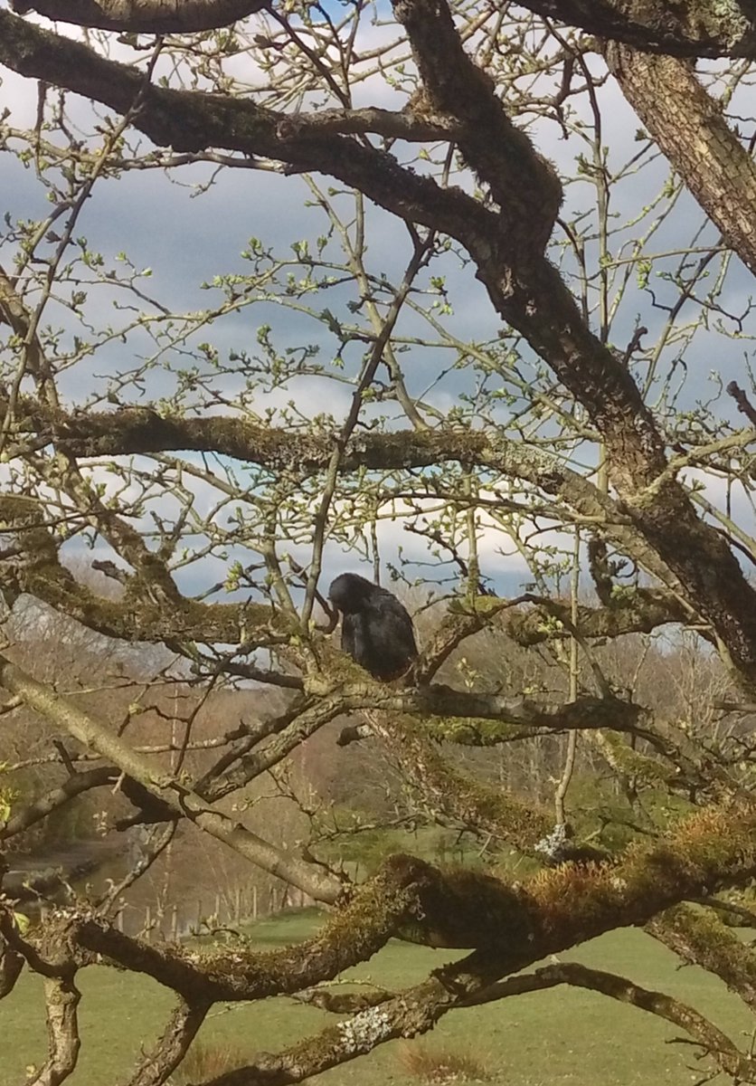 3 years ago today I went on my last walk. I'd been ill a couple of months but didn't know why. As I walked the sky and ground started moving, I was so dizzy and weak I had to turn back. I took this picture of a huge crow, seems like some kind of dark omen now #MECFS