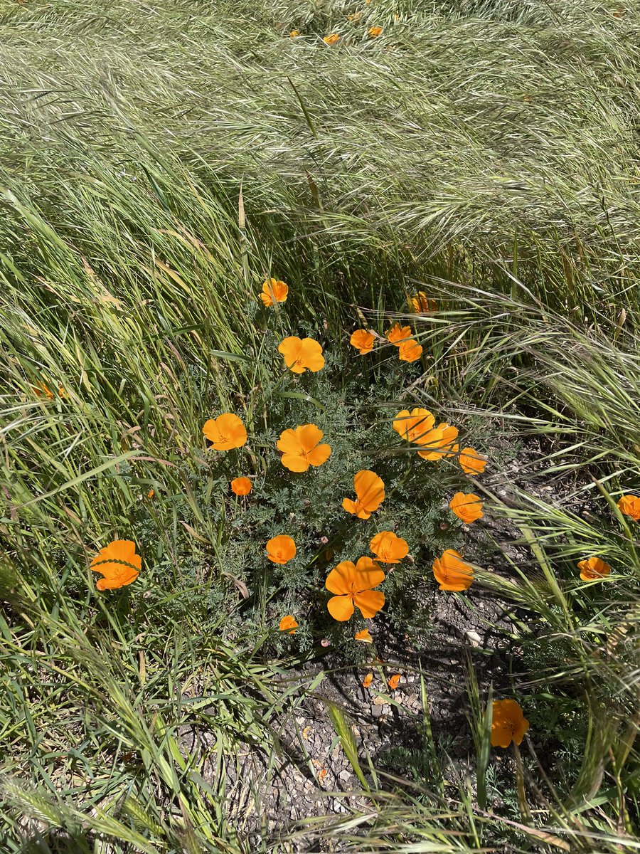 Finding @curipodofficial everywhere I go! 

These are California poppies, our state flower! 🧡

Maybe I need @soph_hp to make a Curimoji flower… 🤔 

Enjoying the last few days in CA before ✈️ to TX! 🤠 for #TLA2024