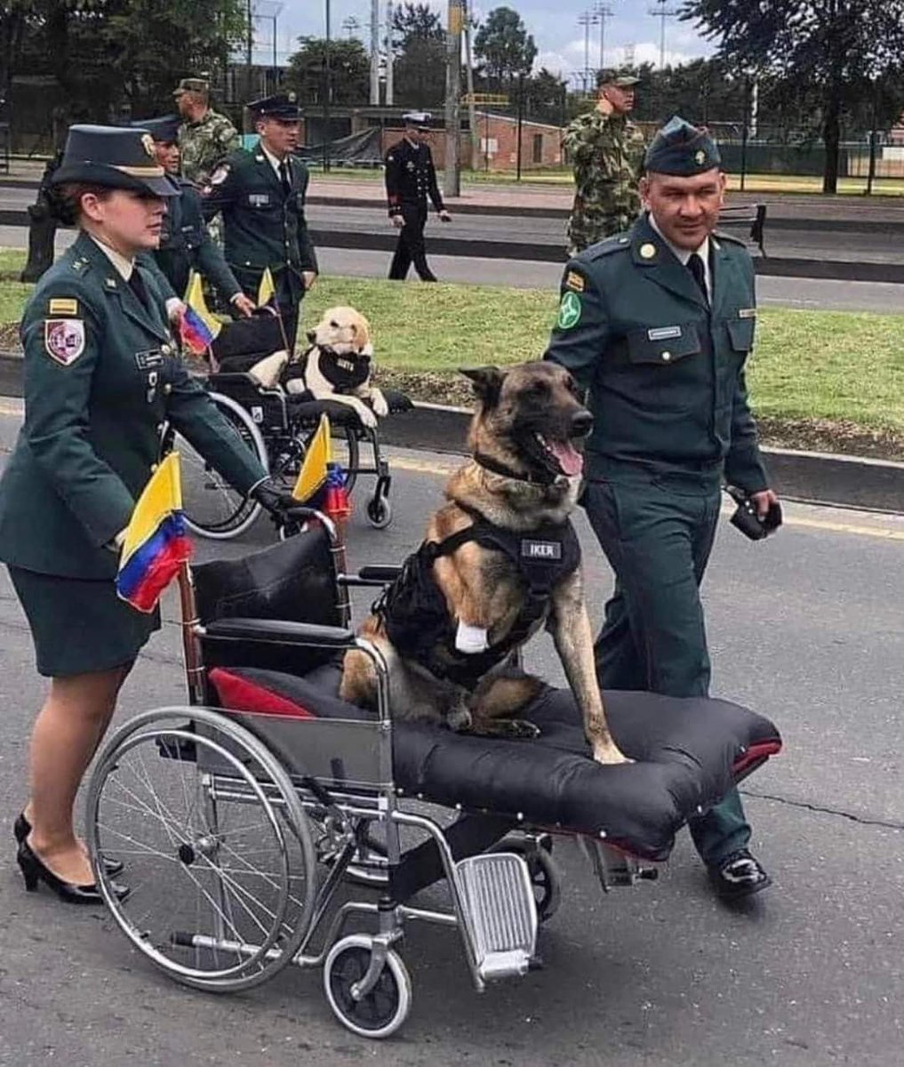 These injured service dogs got a heroes welcome as they returned from surgery ❤️