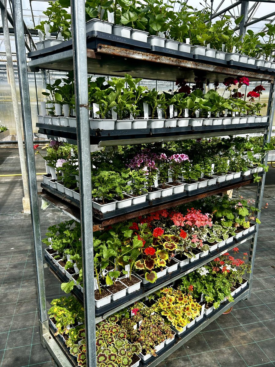 Fibrex Nurseries (@fibrexnurseries) on Twitter photo A trolley full of colour ready for the wonderful <a href="/WhichfordPots/">Whichford Pottery</a> tomorrow. 🌸🌞🌿 A trolley full of colour ready for the wonderful <a href="/WhichfordPots/">Whichford Pottery</a> tomorrow. 🌸🌞🌿