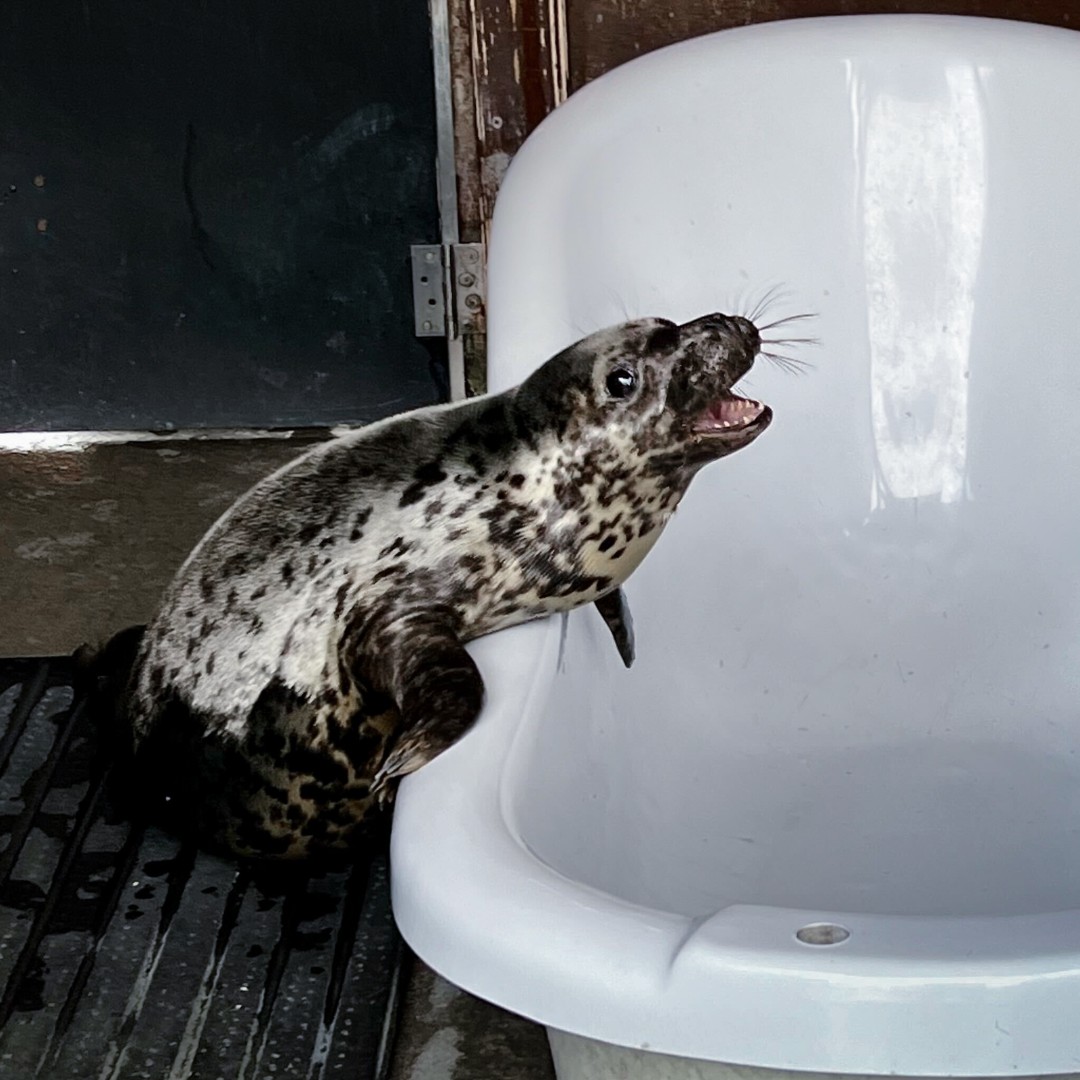 Have a fabulous Friday - Avoca 🥰 ✨ If you would like to support this gorgeous girl, she is available for adoption here sealrescueireland.org/product/adopt-… #seals #marinemammals #sealsofinstagram #sealpup