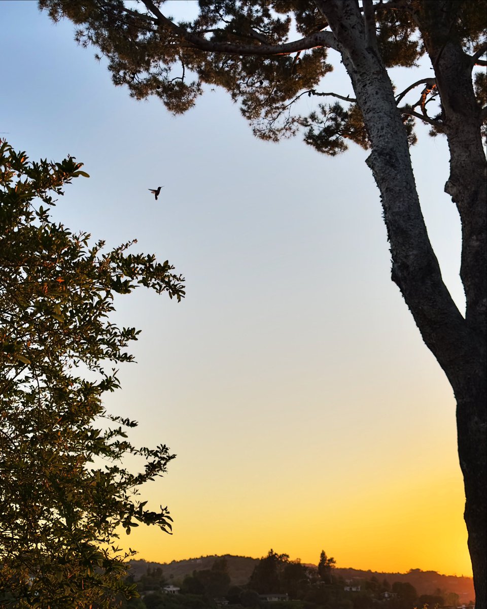 A hummingbird in flight in the last light of sunset.