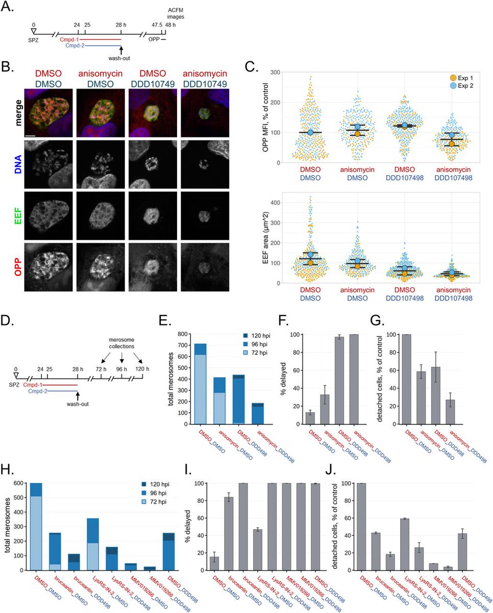 Five diverse translation inhibitors are tested at equivalent effective concentrations, revealing that translation inhibition efficacy does not determine the Plasmodium berghei liver stage antiplasmodial efficacy @UTSA @UTSAmmi @STCEID hubs.la/Q02rXHCh0