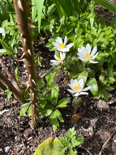 Today in Adventures In Gardening, perennial Sanguinaria (aka Bloodroot) has sprouted in my rose garden. How is this possible given that the nearest planting is 60' away? ANTS love the sweet seeds and have transported them here. I'm grateful for my invisible gardener friends!