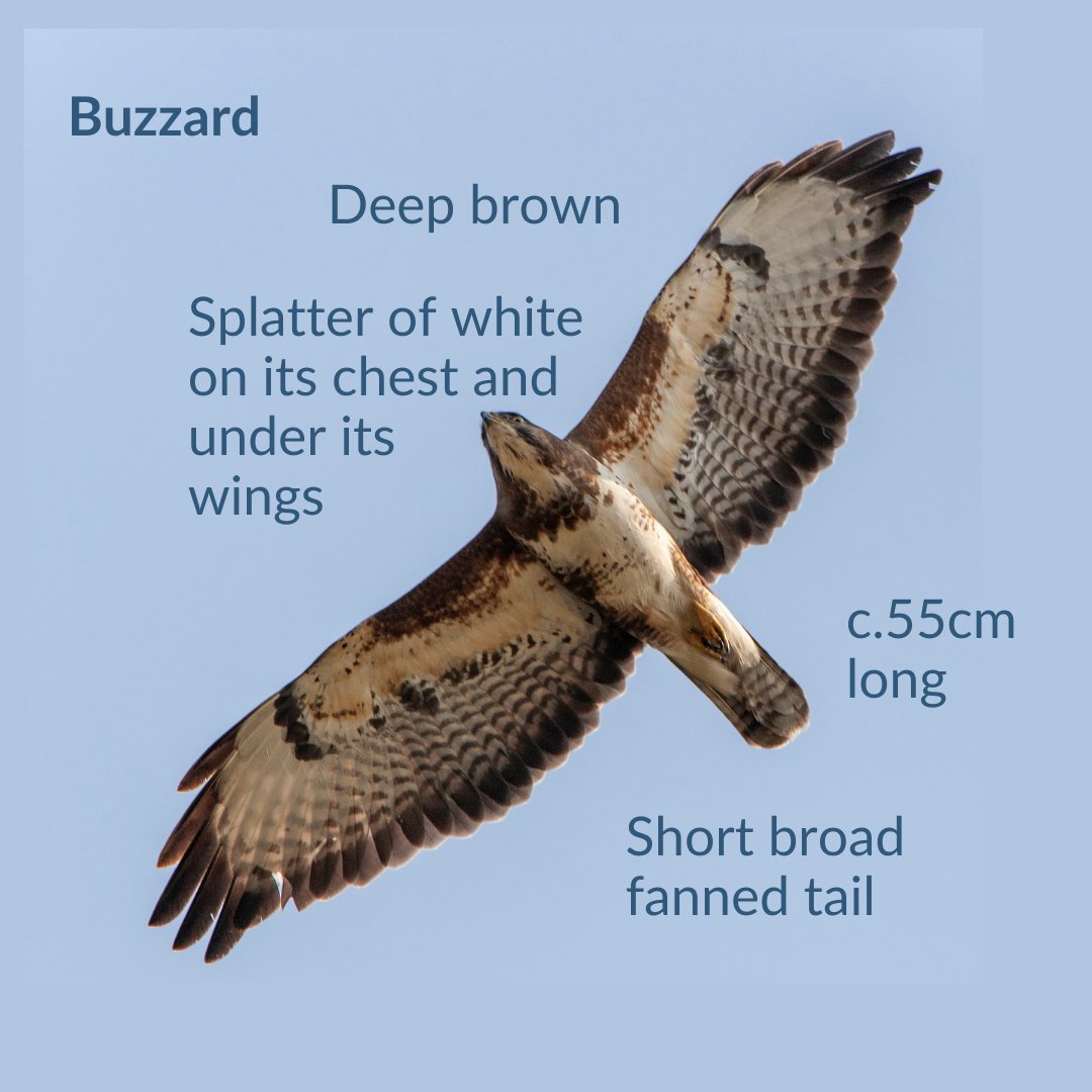 Red kites and buzzards have seen fantastic population recoveries in the last few decades. Their tails are the best ID indicator: the buzzard has a short broad fanned tail while the red kite has a very distinctive long forked tail bit.ly/43YOSbK