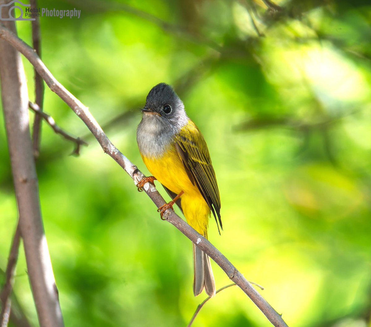 Grey-headed Canary-Flycatcher Culicicapa ceylonensis #BBCWildlifePOTD #bird #birdphotography #BirdsOfTwitter #BirdsSeenIn2024 #BirdTwitter #bnhs #dailypic #indiAves #natgeoindia #NaturePhotograhpy #NifFeature #nikon #SHUTDOWN #ThePhotoHour #TwitterNatureCommunity