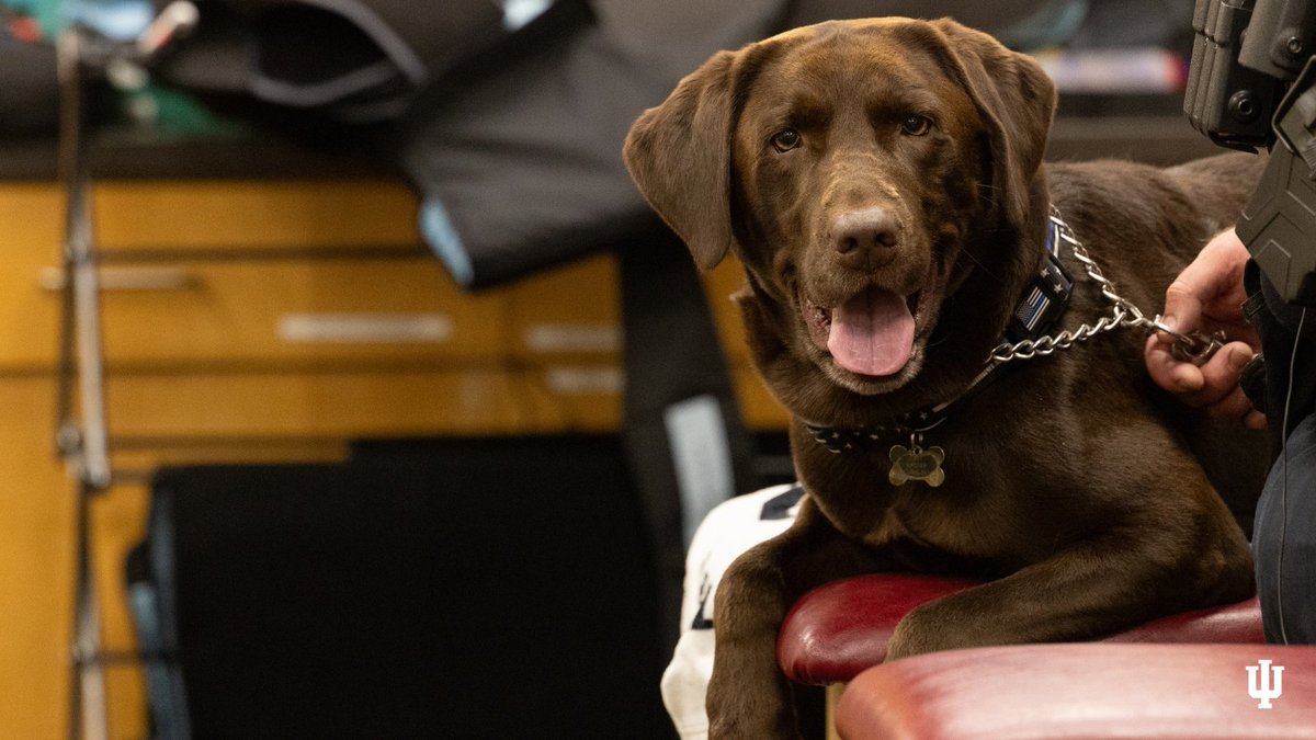 Tim Garl, Head Athletic Trainer for @IndianaMBB, is using his expertise to treat Indy, the explosives detection K9 from @IUPolice, for arthritis using laser therapy. Learn more about this wonderful partnership: bit.ly/4aLfgII