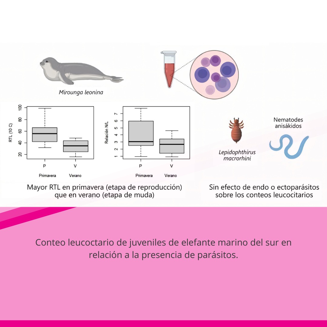 🚨 Nuevo trabajo en la sección especial “Los mamíferos como hospedadores de parásitos”

🦭 Ricca y cols. analizan los niveles de leucocitos en elefantes marinos de Antártida en relación a la presencia de endo y ectoparásitos