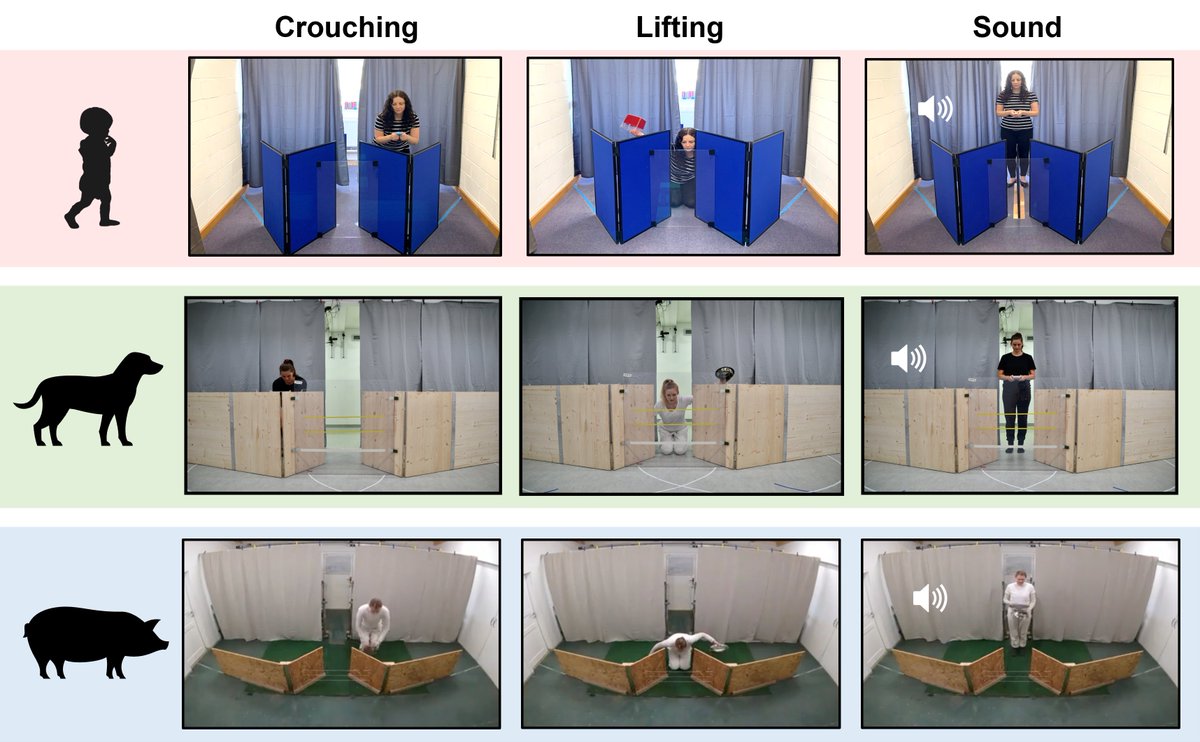 Pleased to share our new pre-print!   

Non-verbal rationality? 2-year-old children, dogs and pigs show unselective responses to unreliability, but to different degrees

doi.org/10.31234/osf.i…