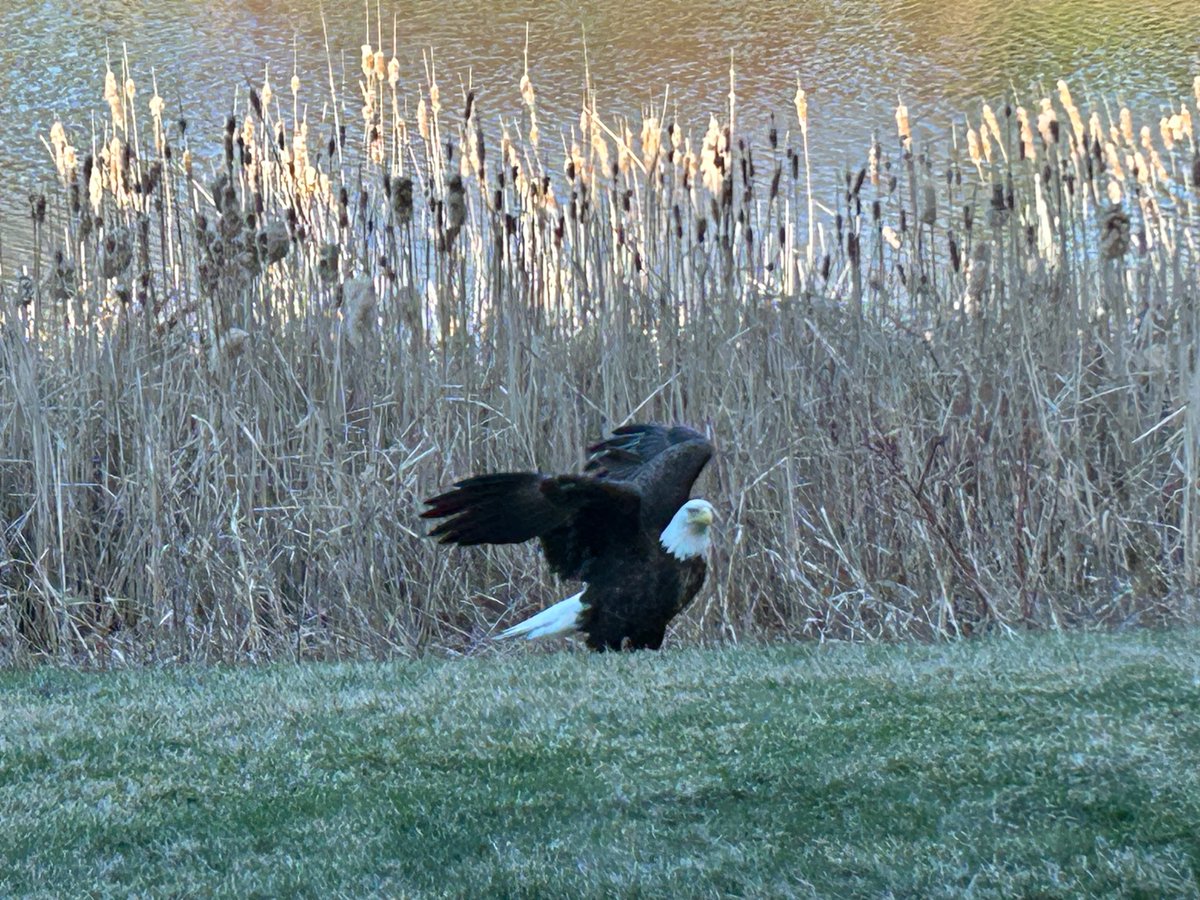 @wiscobirder This morning in my backyard.