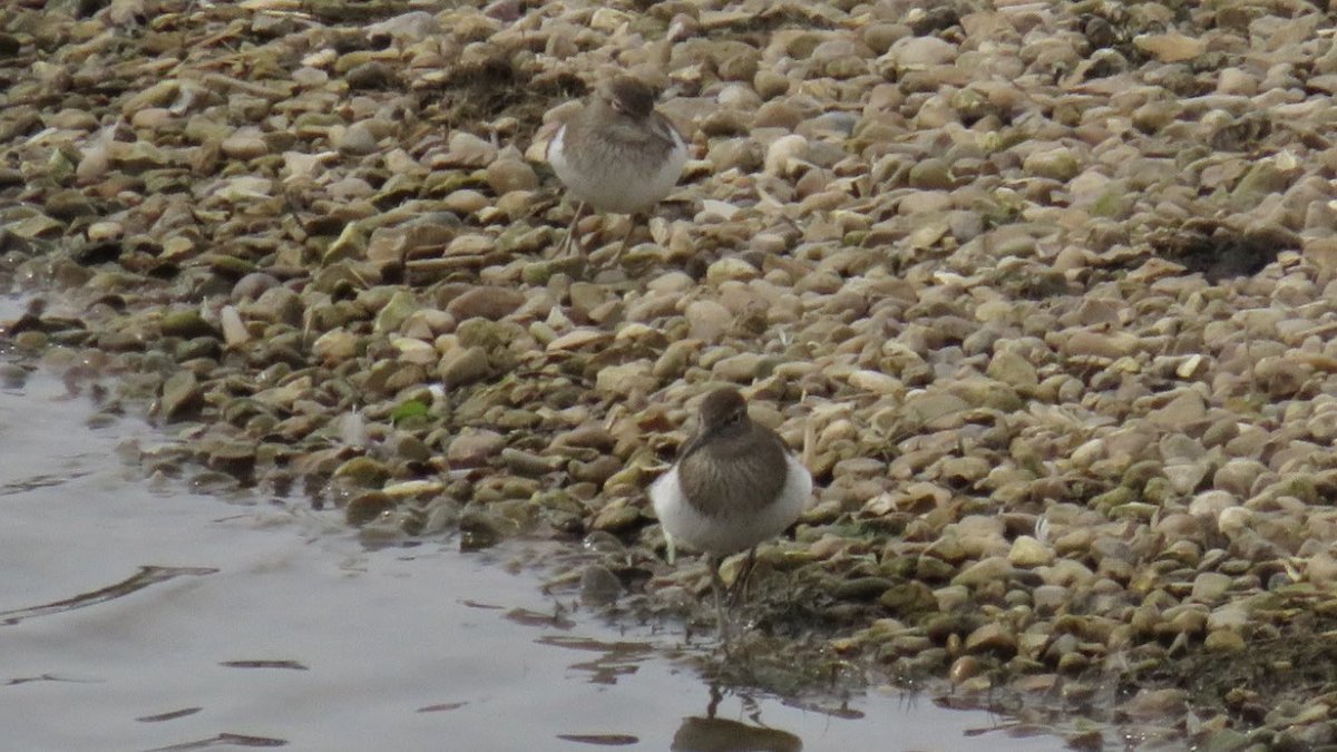 A pair of Common Sandpipers playing kiss-chase today at #uptonwarren’s Moors @WorcsWT @Natures_Voice @RSPBEngland @WestMidBirdClub @BTO_Worcs @upstarts1979 @_BTO @waderquest